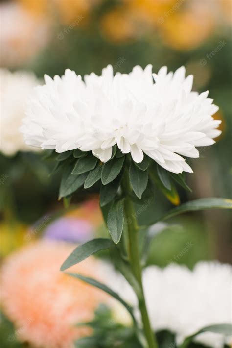 Premium Photo | White aster flower in the garden