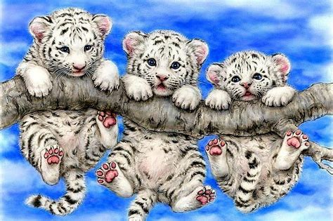 White Tiger Cubs Wallpaper In Snow