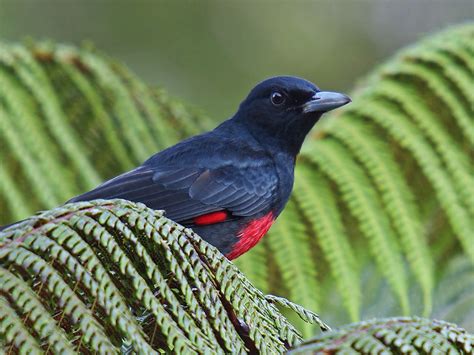 Black-and-crimson Oriole / Oriolus cruentus photo call and song