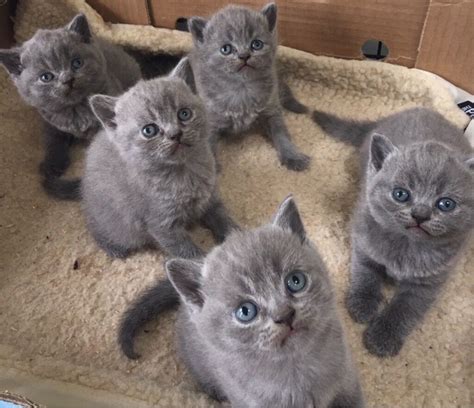 Pedigree Blue British Shorthair Kittens | in Torpoint, Cornwall | Gumtree