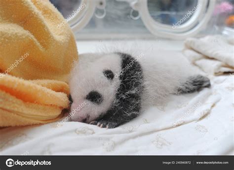 Giant Panda Cub Pictured Incubator Bifengxia Giant Panda Breeding ...