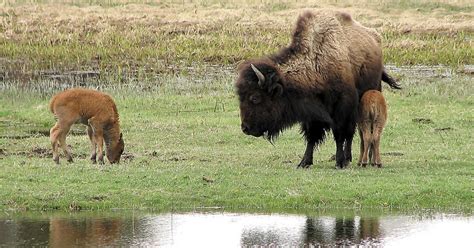 Baby bison killed after a Yellowstone visitor helped the animal and its herd rejected it