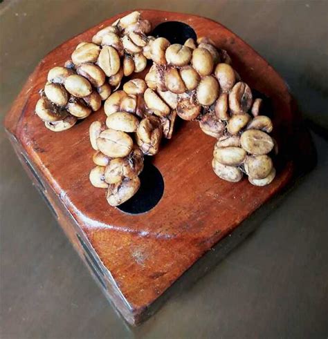 World’s costliest coffee, made from cat poop, now being produced in Coorg - The Tribune