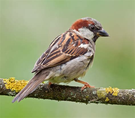 House sparrow | Urban, Passer Domesticus, Invasive Species | Britannica