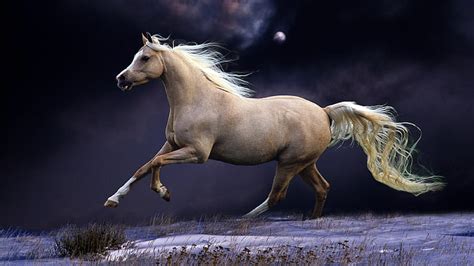 HD wallpaper: horse, moon, snow, run, beautiful, night, sky, running, mane | Wallpaper Flare