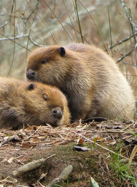 American Beaver - Strong Teeth & Even Stronger Homes - Georgia Wildlife ...