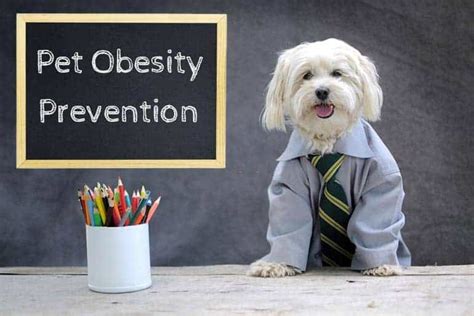 Pet Obesity Prevention | ZooAwesome