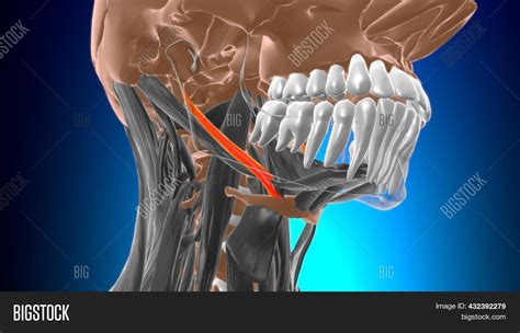 Stylohyoid Muscle Image & Photo (Free Trial) | Bigstock