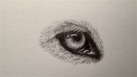 Wolf Eyes Tattoo Drawing | Small Tattoo Designs