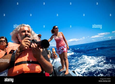 Whale watching Madeira, Portugal Stock Photo - Alamy