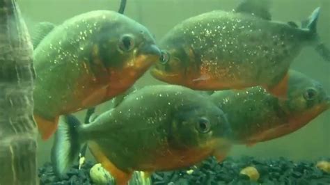 Piranha Care - YouTube