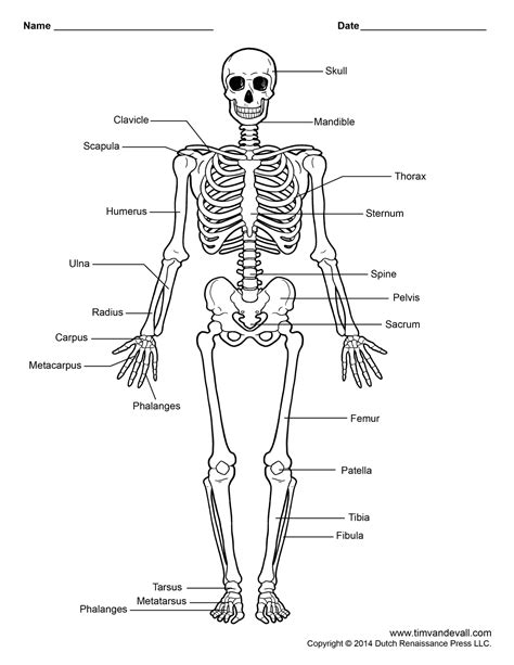 Free Printable Human Skeleton Worksheet for Students and Teachers