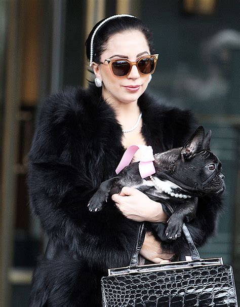 Lady Gaga’s Dog Walker Speaks Out About Shooting On Instagram – Hollywood Life