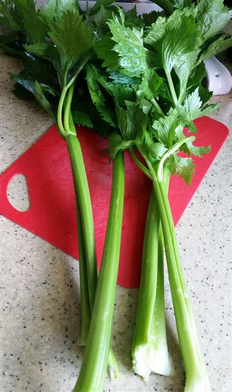 Harvest and Store Celery – Crazy for Gardening