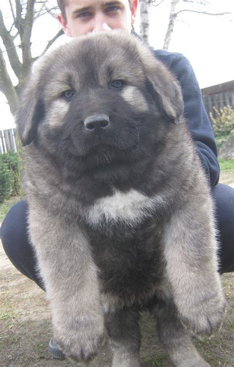 Breathtaking 24 Amazing Images of the Caucasian Shepherd Dog https ...