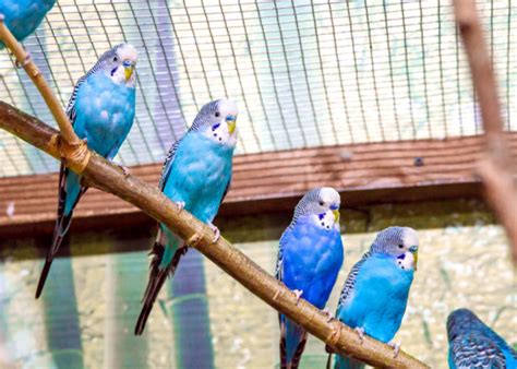 Types of Bird Cages & How to Pick the Best One - The Happy Chicken Coop