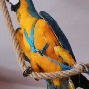 A parrot harness that won't break! - Macaw Facts