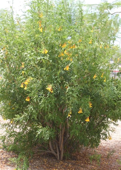 Tecoma Alata (Orange Jubilee) - Global Desert Plant Life at PVCC