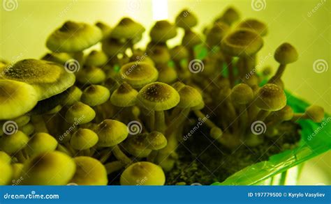 Cultivation of Psychedelic Mushrooms, Recreational Use of Magic Mushrooms Stock Photo - Image of ...