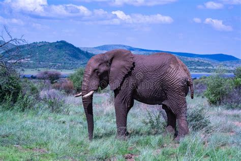 African Elephant with Protective Mud in Their Natural Habitat Stock ...