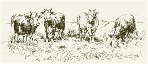 Cows grazing on meadow. Hand drawn illustration. | Stock illustration, Illustration, Free vector art