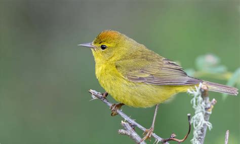 Orange-Crowned Warbler - A-Z Animals