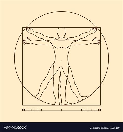 Leonardo da vinci vitruvian man Royalty Free Vector Image