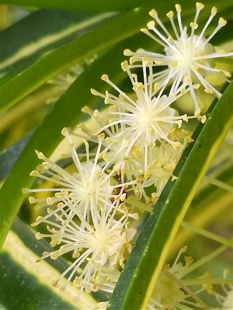 Croton flower | Smithsonian Photo Contest | Smithsonian Magazine