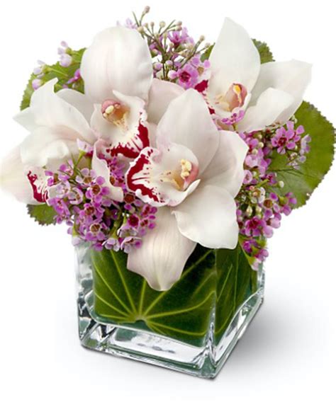 Lovely Orchids | Alexandria (VA) Same-Day Flower Delivery | Conklyn's Florist