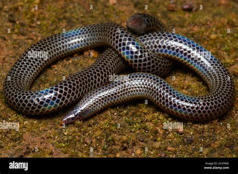 Peters earth snake hi-res stock photography and images - Alamy