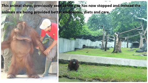 Surabaya Zoo ends shows | Wild Welfare