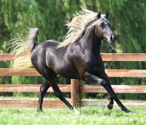 Kentucky mountain horse | Beautiful horses, Horse breeds, Most ...