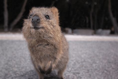 Top 15 Quokka Facts - Diet, Habitat, Survival & More | Facts.net