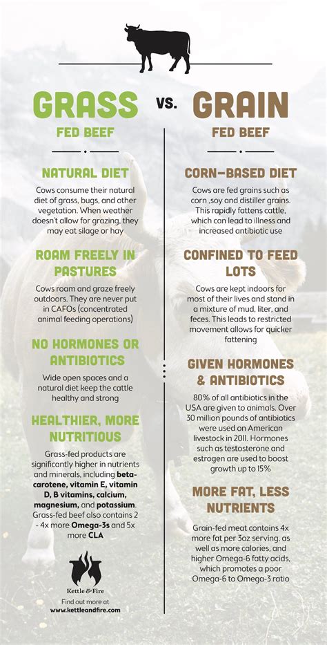 Grass Fed vs Grain Fed vs Grass-Finished Beef (and why it matters ...