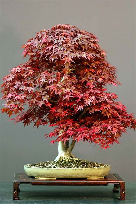 How to Grow a Japanese Maple Bonsai | Gardener’s Path