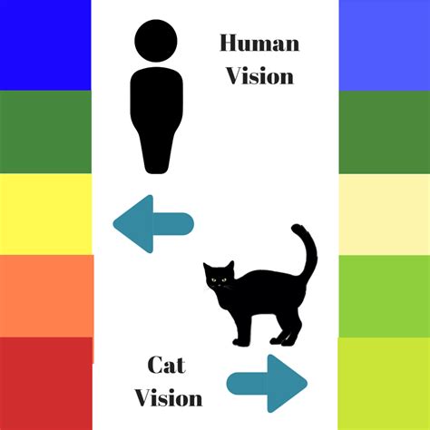 Do Cats Can See Colors – Warehouse of Ideas