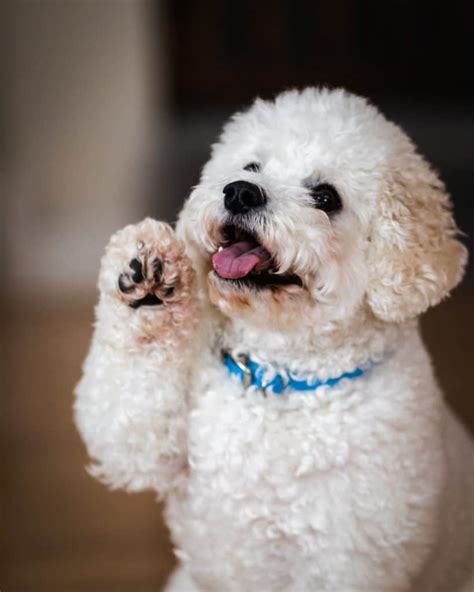 The Incredible Function Of Dog Paws And Tips on Keeping Them Healthy - Your Dog Advisor