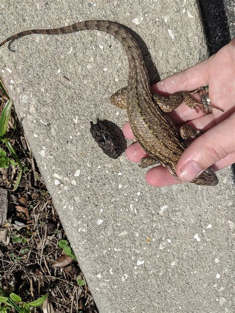 Florida lizard’s bad case of constipation makes history – Research News