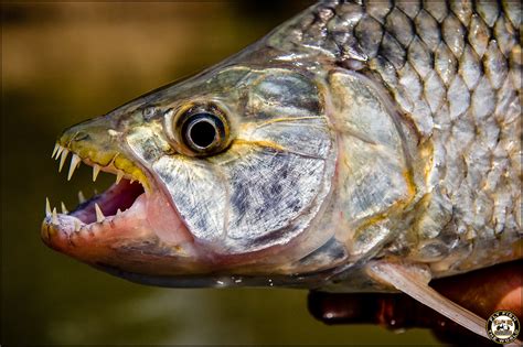 Release the Tigerfish: 10 Facts About Tigerfishing in Tanzania | Yellow Dog