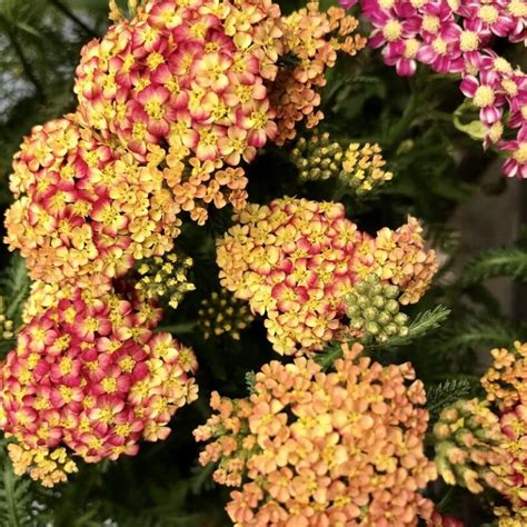 Mixed Yarrow Seeds, Achillea Millefolium Seeds, Flower Seeds#158 ...