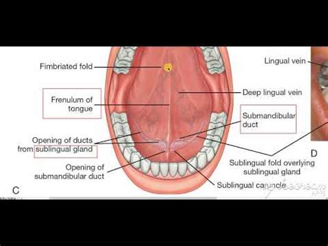 Sublingual region - YouTube