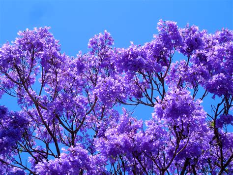 Pin on Banyan baobab jacaranda sakura