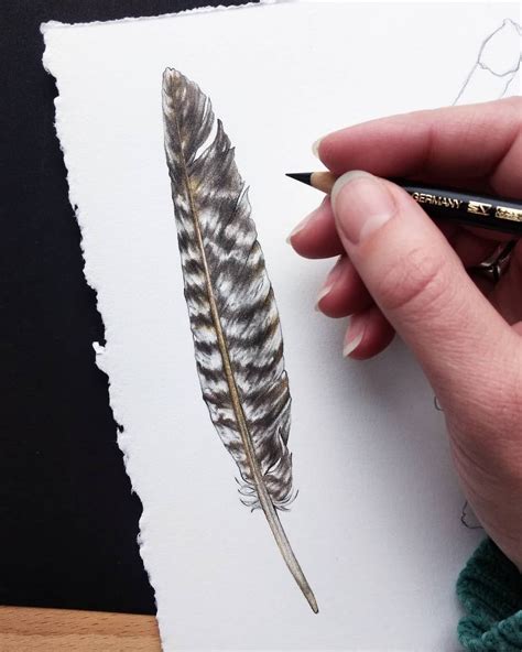 Turkey Feather Illustration | Feather illustration, Color pencil art, Drawing illustrations