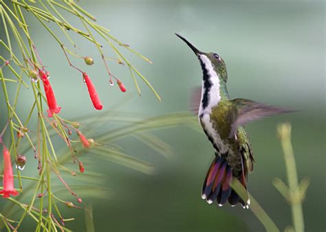 Hummingbirds to Harpys: Birding in Panama | Sierra Club Outings