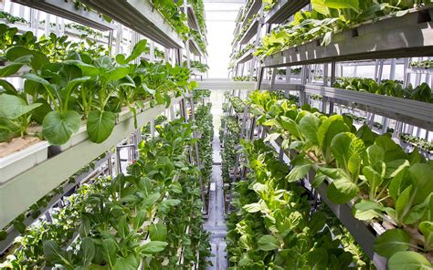 Vertical Farming For Compact Spaces | Types of Farming