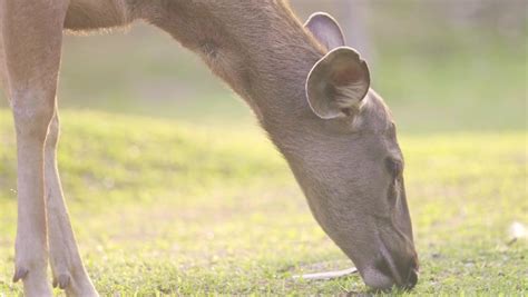 Deer Eating Grass Stock Video Footage - 4K and HD Video Clips ...