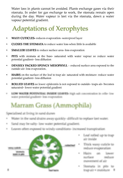 SOLUTION: Xerophytes Info Sheet (desert plants) - Studypool