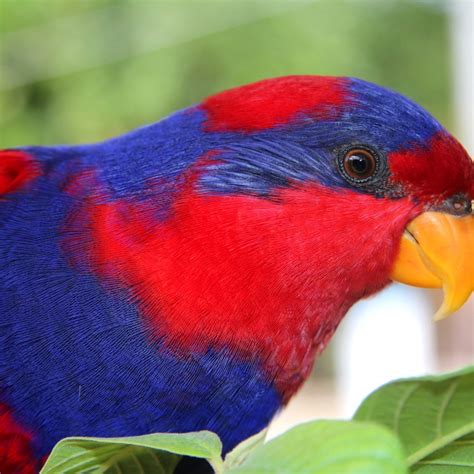 Parrot Encyclopedia | Red-and-blue Lory | World Parrot Trust