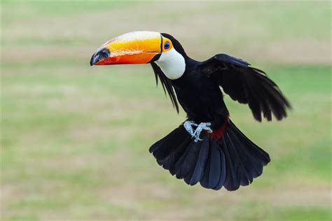 Toco Toucan in flight | Whipsnade 24-07-2013 IMG_5098 | Flickr