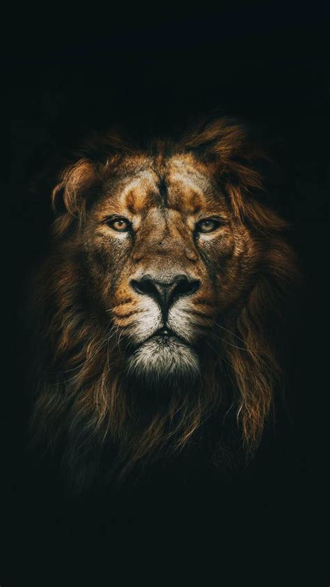 King of the jungle wallpaper – Artofit